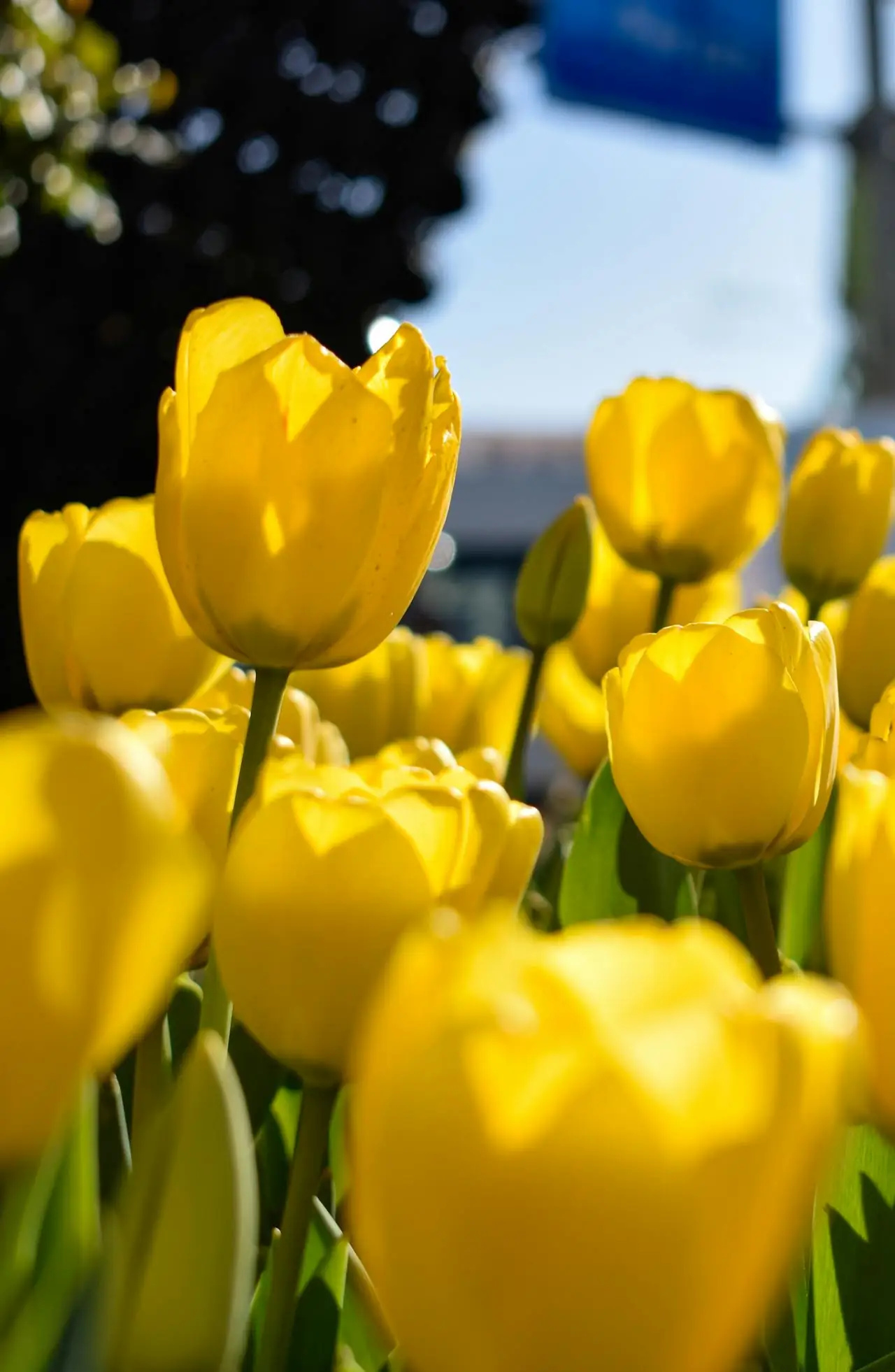 Pexels Sefaturksoy 32842816